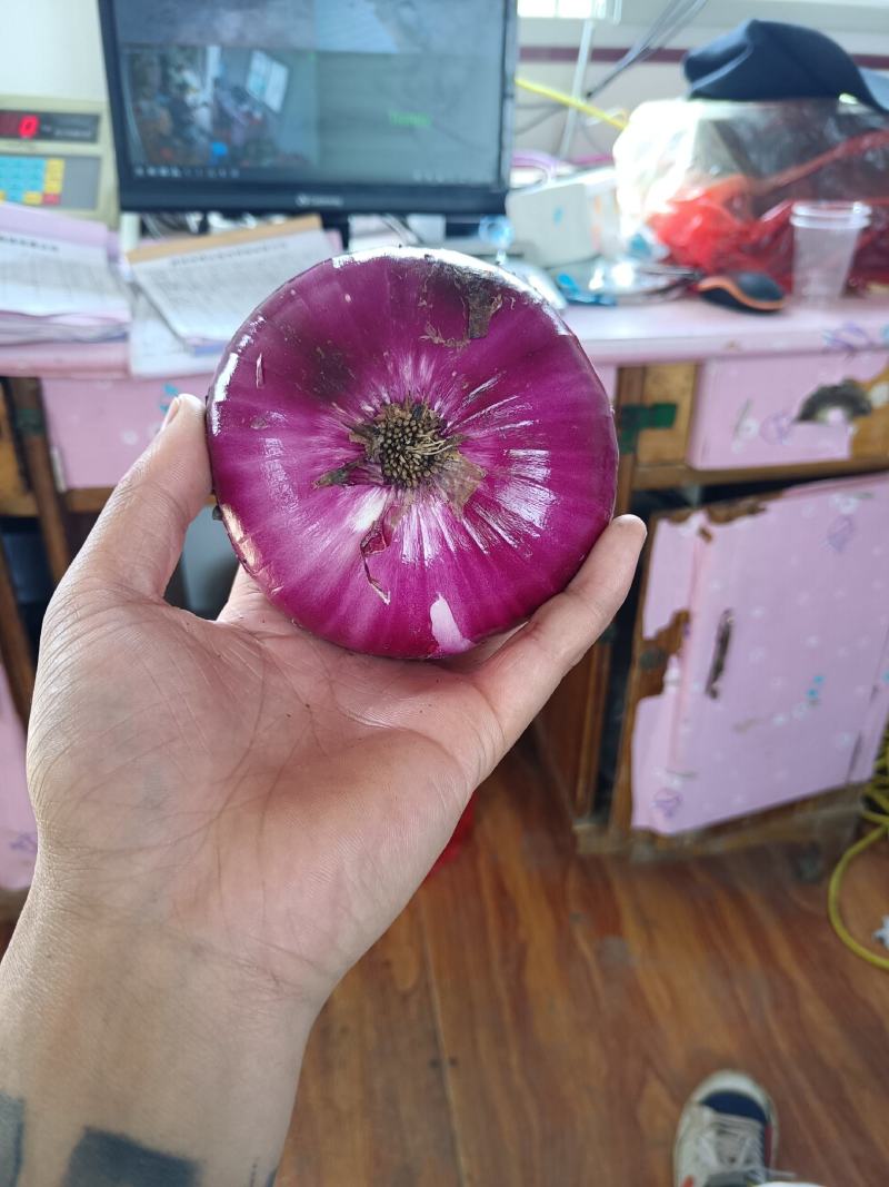 山东郯城红花红皮洋葱现货出售储存时间长囤菜必备蔬菜