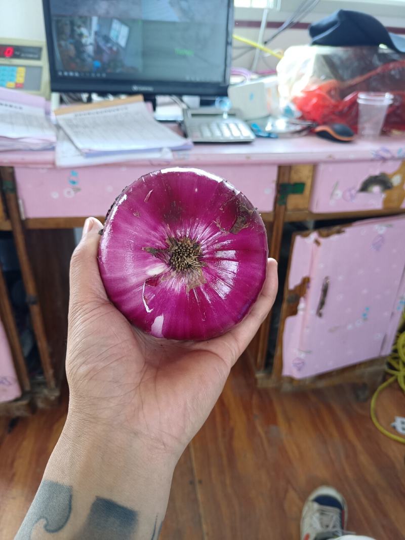 山东郯城红花红皮洋葱现货出售储存时间长囤菜必备蔬菜