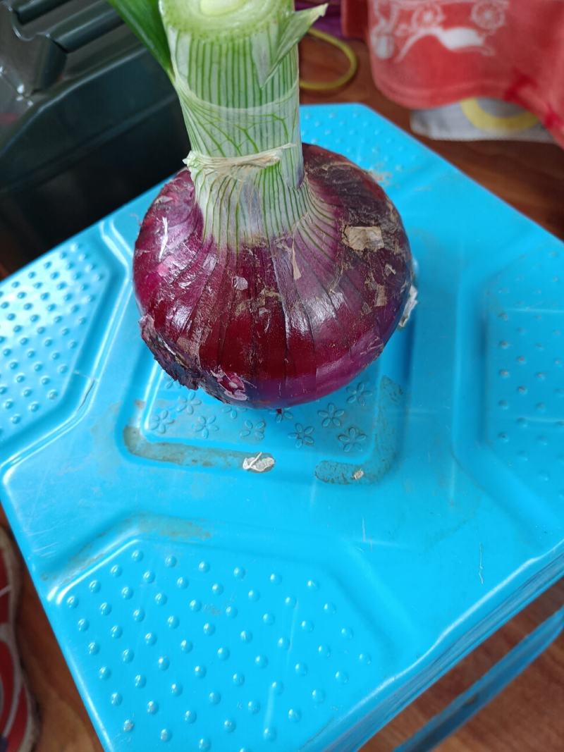山东郯城红花红皮洋葱现货出售储存时间长囤菜必备蔬菜