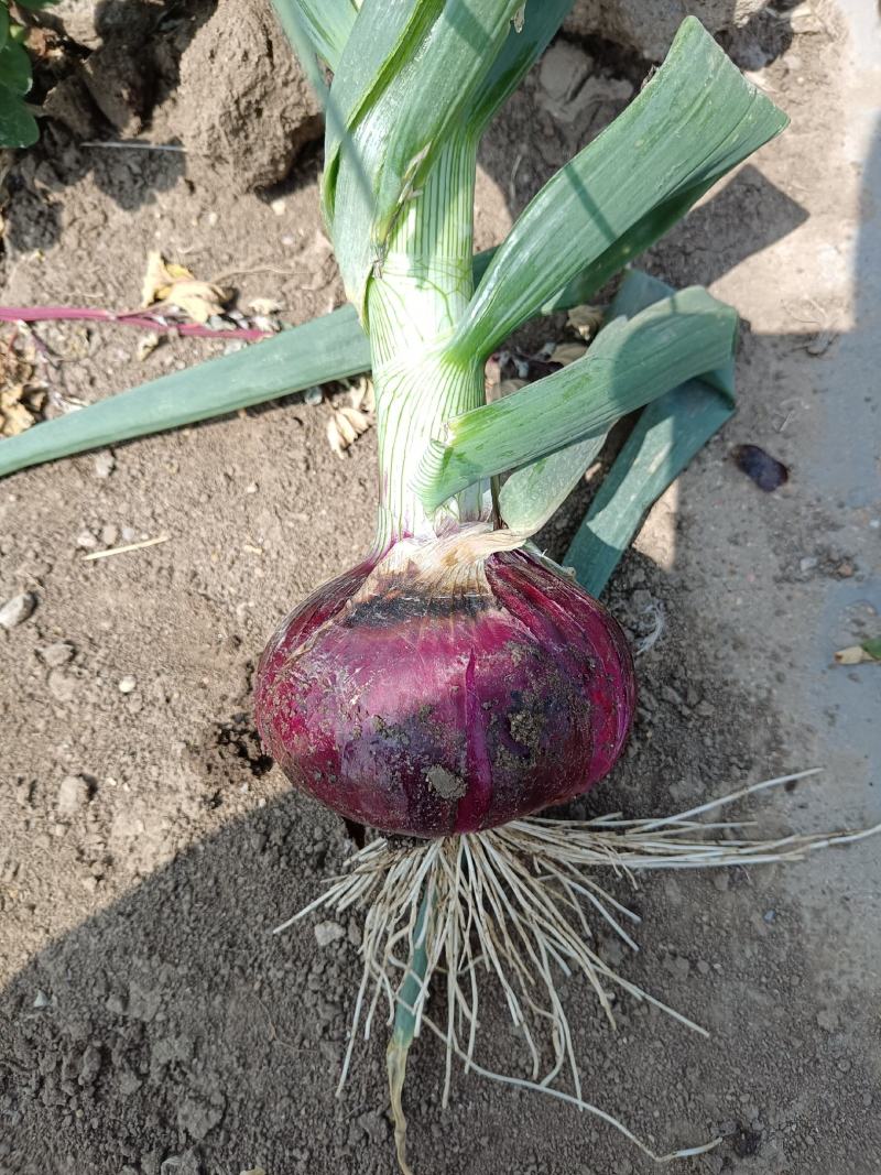 山东郯城红花红皮洋葱现货出售储存时间长囤菜必备蔬菜