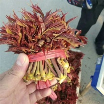 香椿
