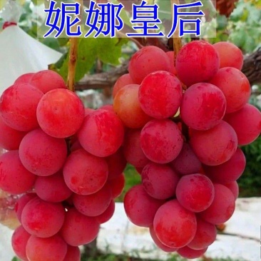 妮娜皇后葡萄种苗,精品选育。优良品质保证纯度。