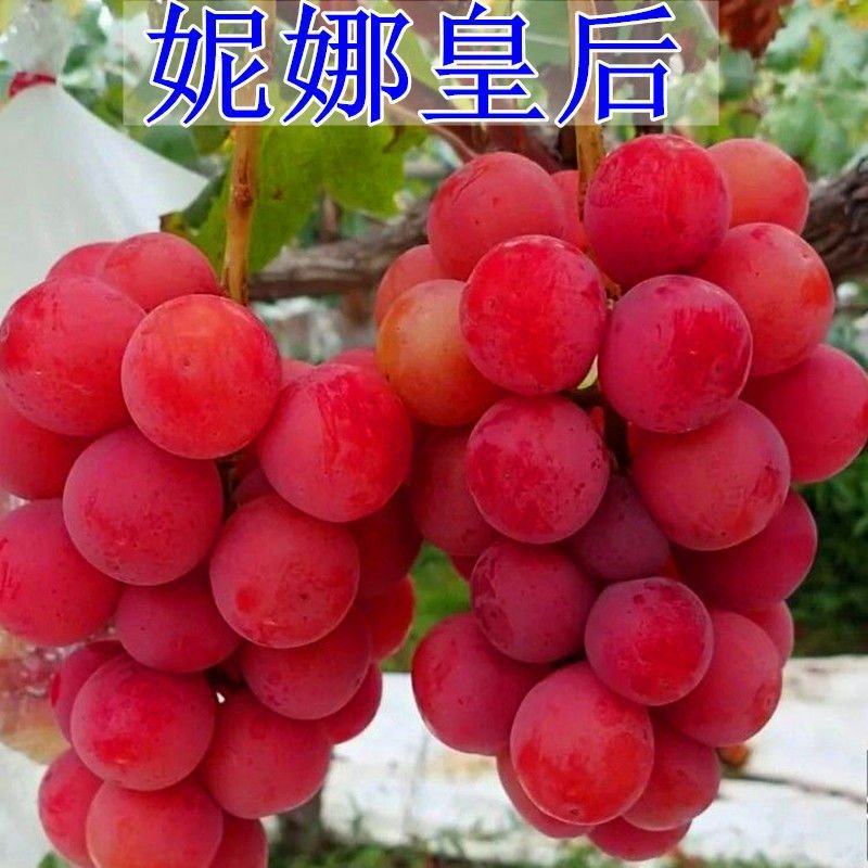 妮娜皇后葡萄种苗，精品选育。优良品质保证纯度。