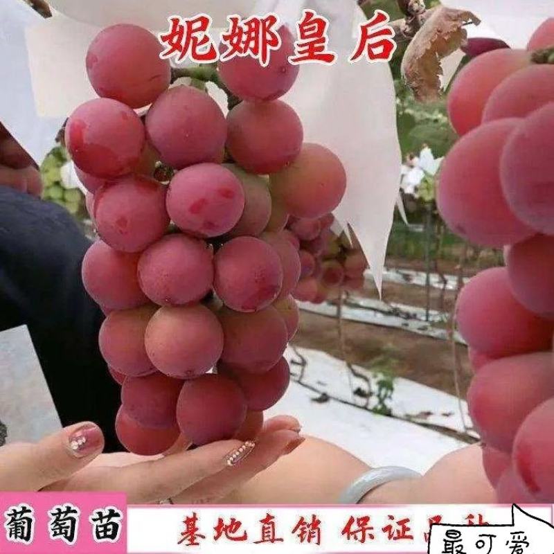 妮娜皇后葡萄种苗，精品选育。优良品质保证纯度。