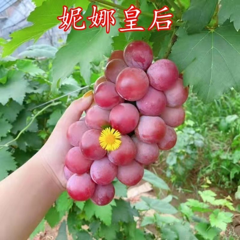 妮娜皇后葡萄种苗，精品选育。优良品质保证纯度。