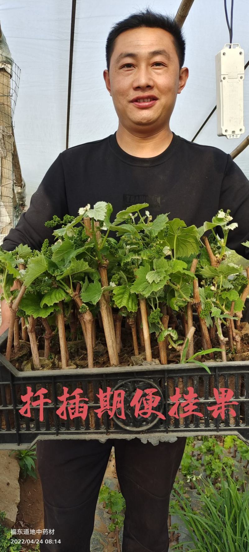 妮娜皇后葡萄种苗，精品选育。优良品质保证纯度。