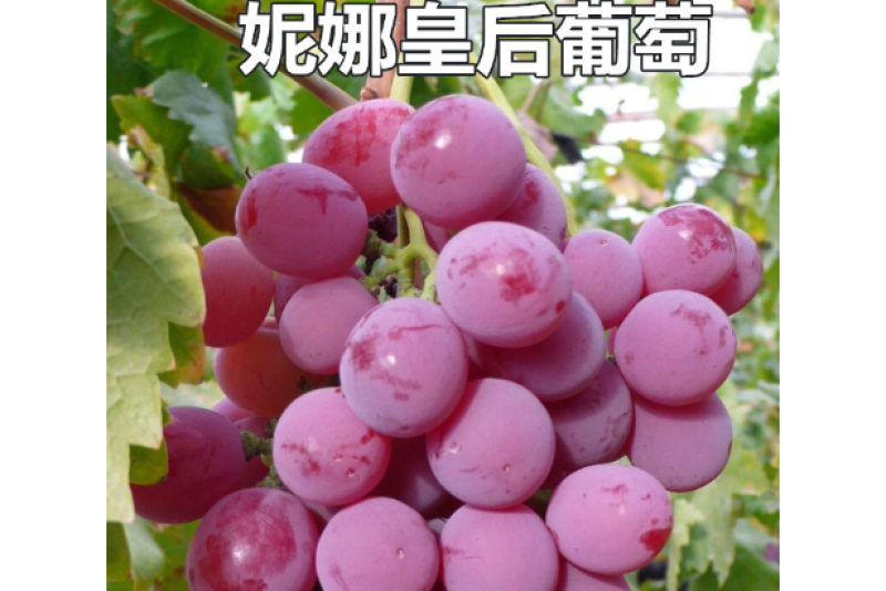 妮娜皇后葡萄种苗，精品选育。优良品质保证纯度。