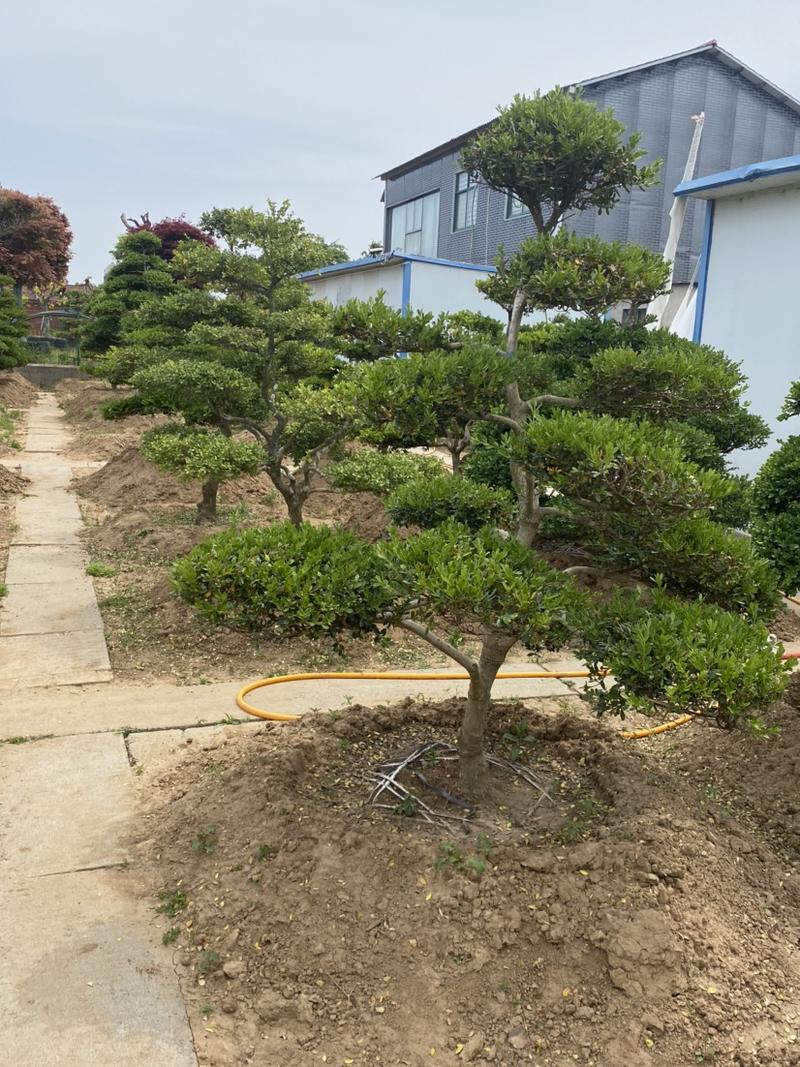 优质造型黄杨规格1.5一3米高度庭院绿化