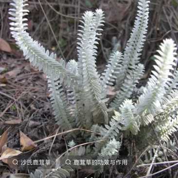 野生沙氏鹿茸草