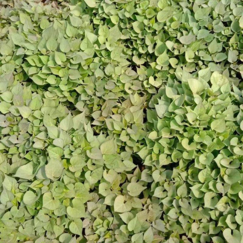 辽宁红薯苗基地直销质优价廉有早丰，康薯28甜甜香，西瓜红