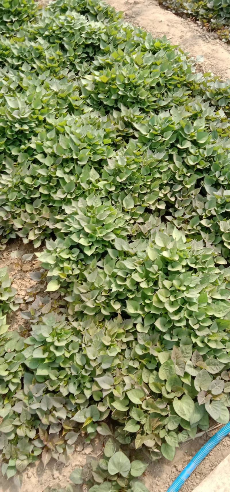 辽宁红薯苗基地直销质优价廉有早丰，康薯28甜甜香，西瓜红