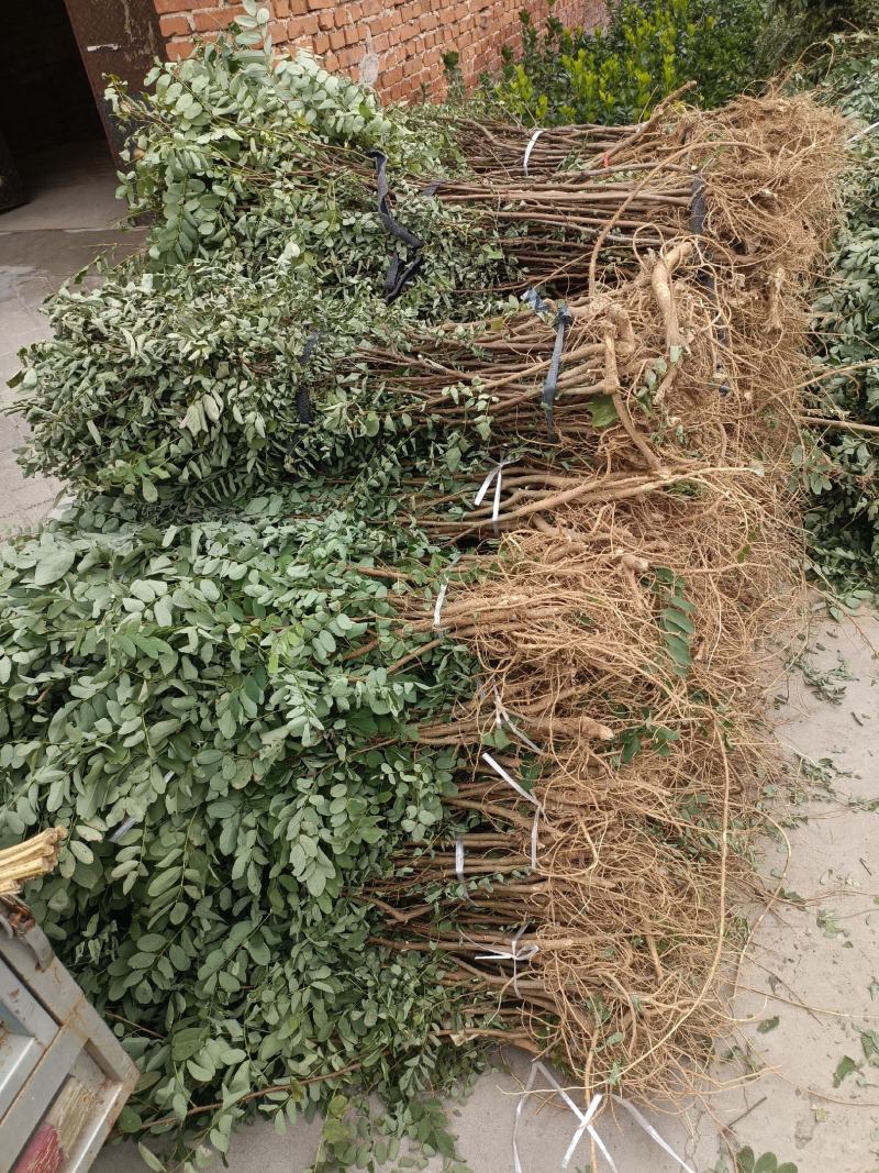 刺槐小苗批发50公分刺槐树苗供应1-7公分刺槐树价格