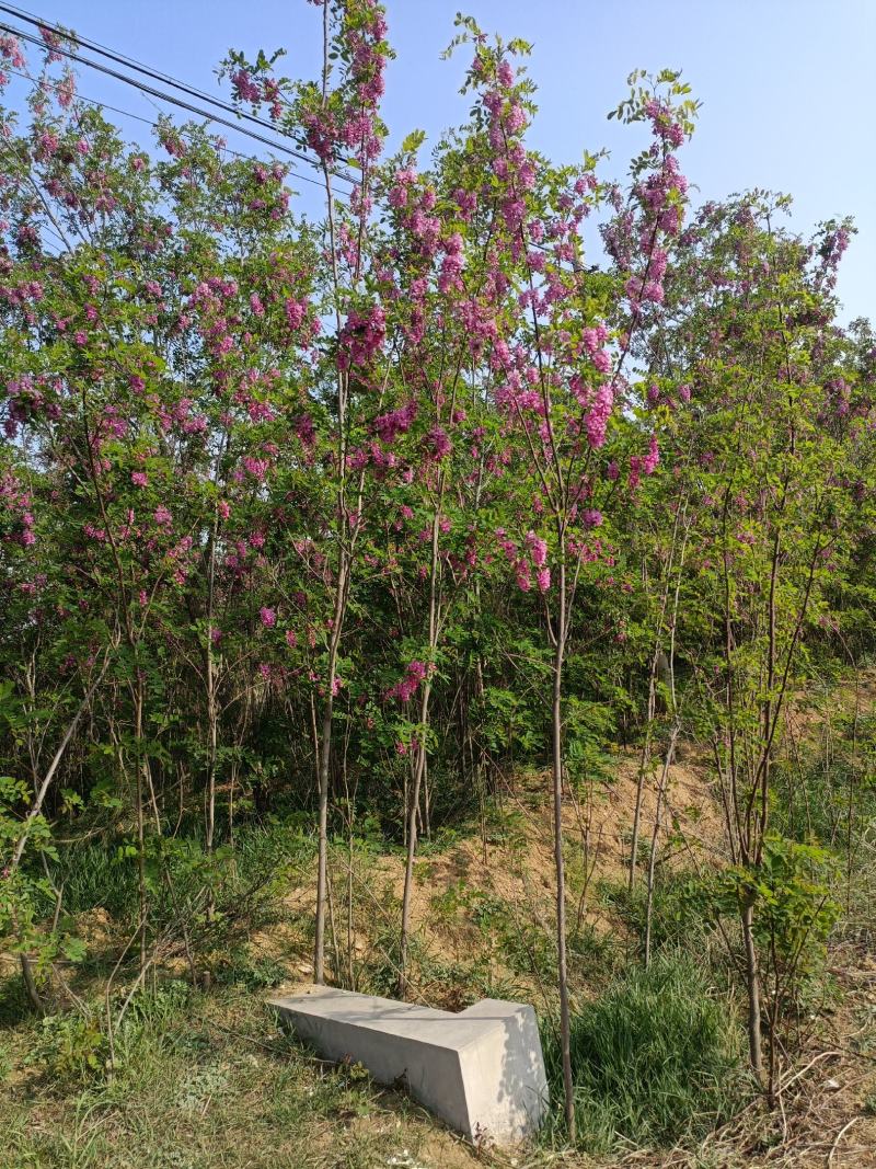 刺槐小苗批发50公分刺槐树苗供应1-7公分刺槐树价格