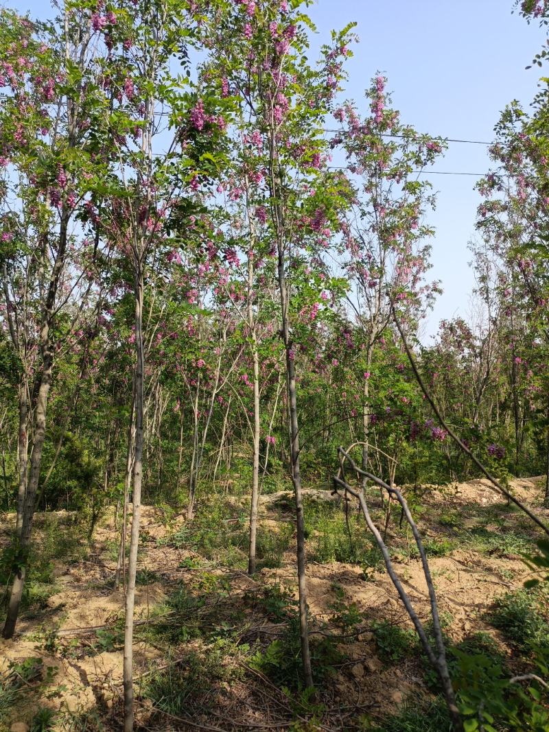 刺槐小苗批发50公分刺槐树苗供应1-7公分刺槐树价格