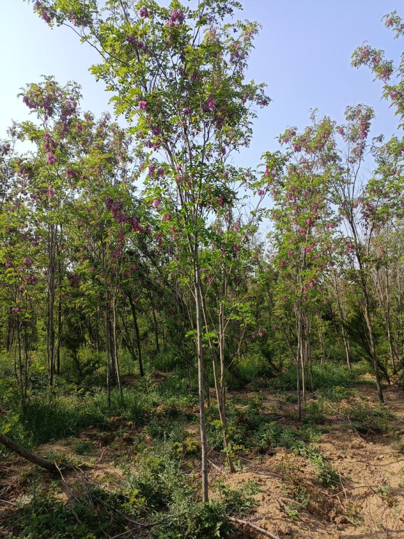 刺槐小苗批发50公分刺槐树苗供应1-7公分刺槐树价格