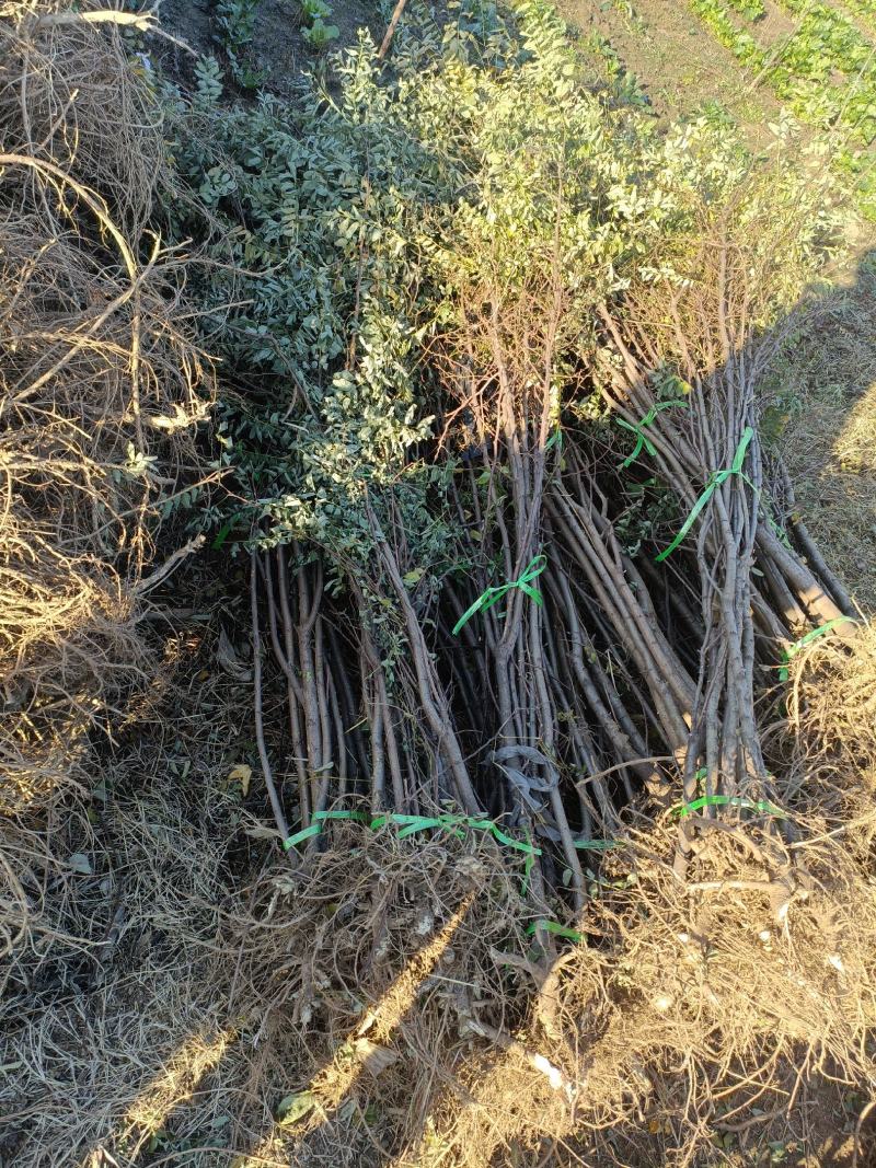 刺槐小苗批发50公分刺槐树苗供应1-7公分刺槐树价格