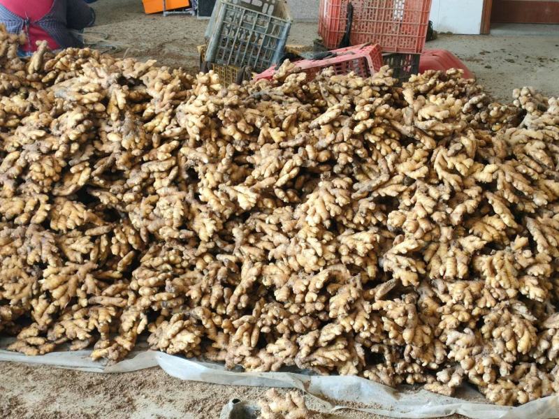 岳西县小黄姜大量上市。