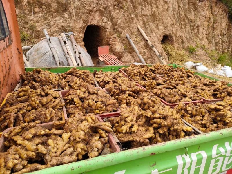 岳西县小黄姜大量上市。