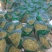 中药材金银花药用可泡澡当天发货包邮