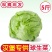 生菜汉堡球形生菜西生菜新鲜沙拉食材农家圆生菜农家种植