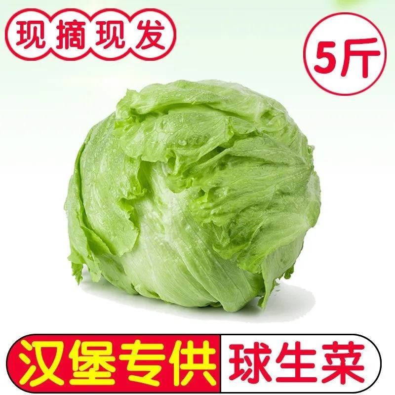 生菜汉堡球形生菜西生菜新鲜沙拉食材农家圆生菜农家种植