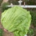 生菜汉堡球形生菜西生菜新鲜沙拉食材农家圆生菜农家种植