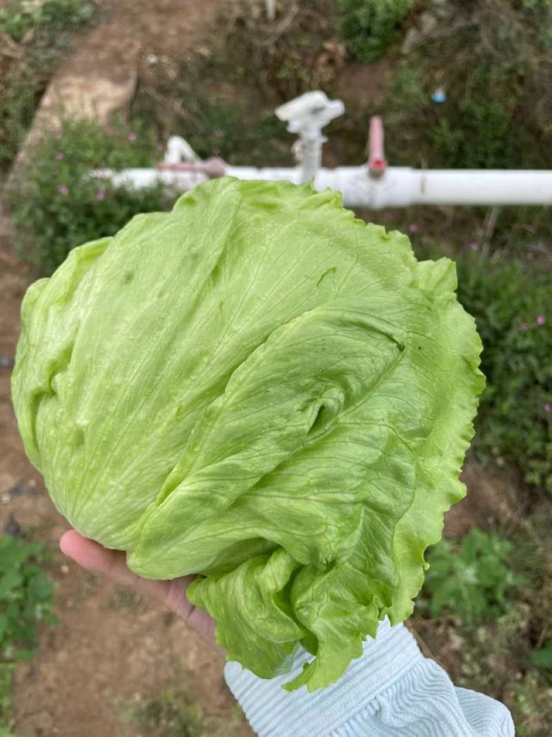 生菜汉堡球形生菜西生菜新鲜沙拉食材农家圆生菜农家种植