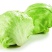 生菜汉堡球形生菜西生菜新鲜沙拉食材农家圆生菜农家种植