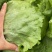 生菜汉堡球形生菜西生菜新鲜沙拉食材农家圆生菜农家种植