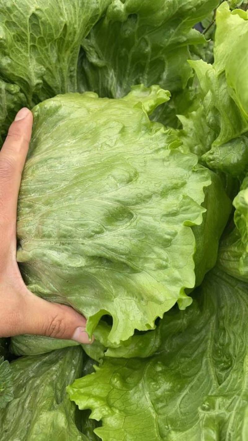 生菜汉堡球形生菜西生菜新鲜沙拉食材农家圆生菜农家种植