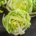 生菜汉堡球形生菜西生菜新鲜沙拉食材农家圆生菜农家种植