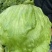 生菜汉堡球形生菜西生菜新鲜沙拉食材农家圆生菜农家种植