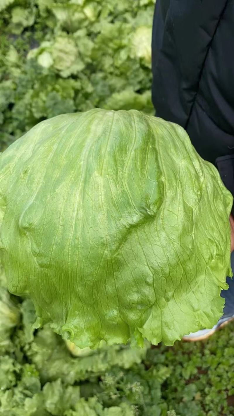 生菜汉堡球形生菜西生菜新鲜沙拉食材农家圆生菜农家种植