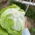 生菜汉堡球形生菜西生菜新鲜沙拉食材农家圆生菜农家种植