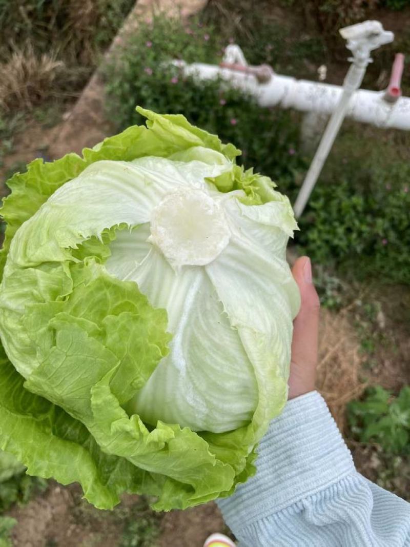 生菜汉堡球形生菜西生菜新鲜沙拉食材农家圆生菜农家种植