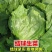 生菜汉堡球形生菜西生菜新鲜沙拉食材农家圆生菜农家种植