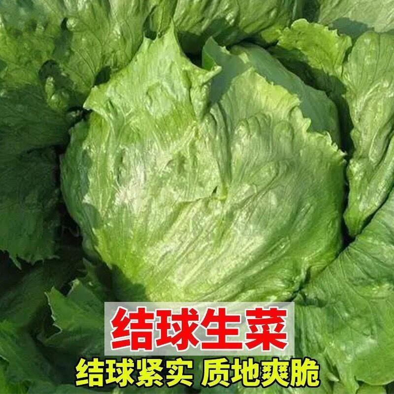 生菜汉堡球形生菜西生菜新鲜沙拉食材农家圆生菜农家种植