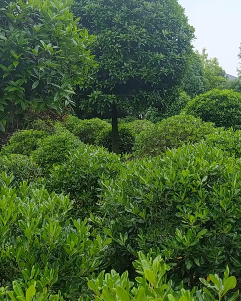 海桐球1米至1.5米，桂花树5公分18公分