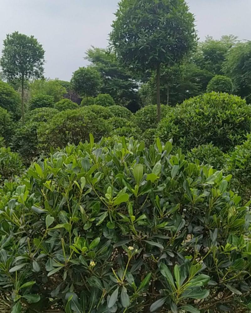 海桐球1米至1.5米，桂花树5公分18公分