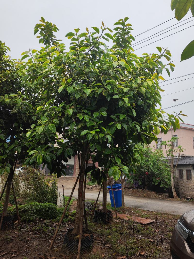 高山榕，百亩基地自产直销