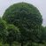 海桐球1米至1.5米，桂花树5公分18公分