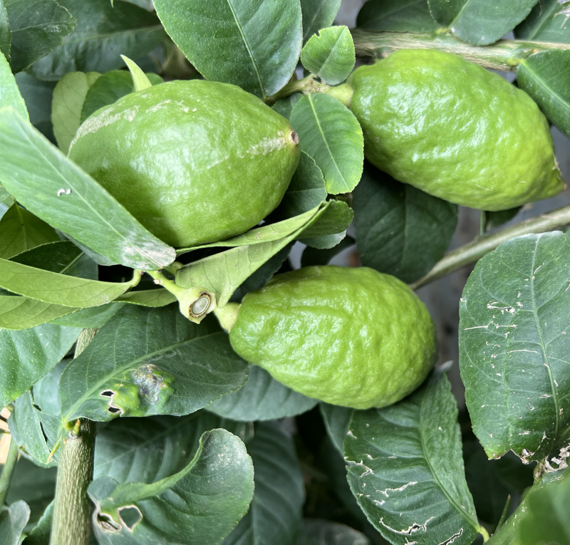 广东香水柠檬