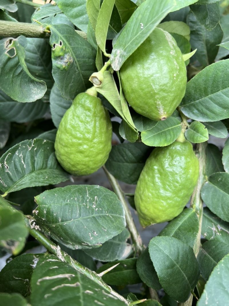 广东香水柠檬