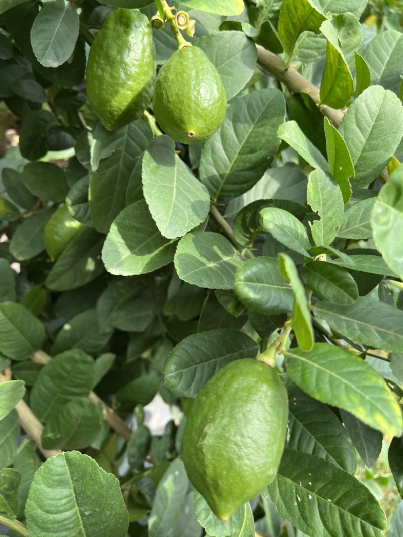广东香水柠檬