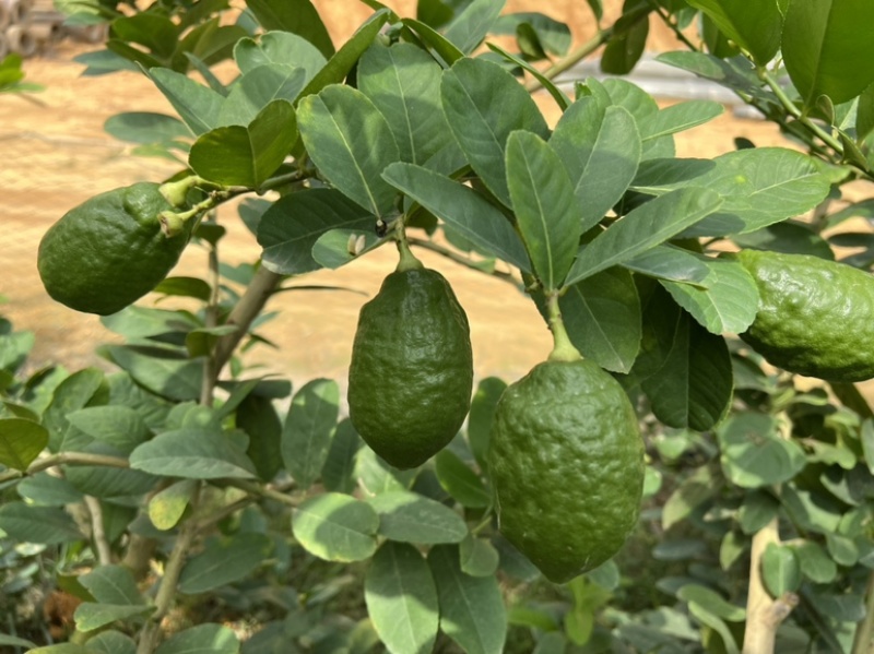 广东香水柠檬