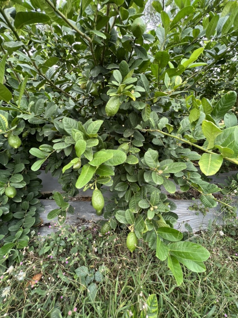 广东香水柠檬