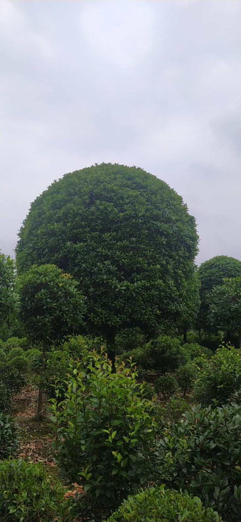自家桂花树大量出售