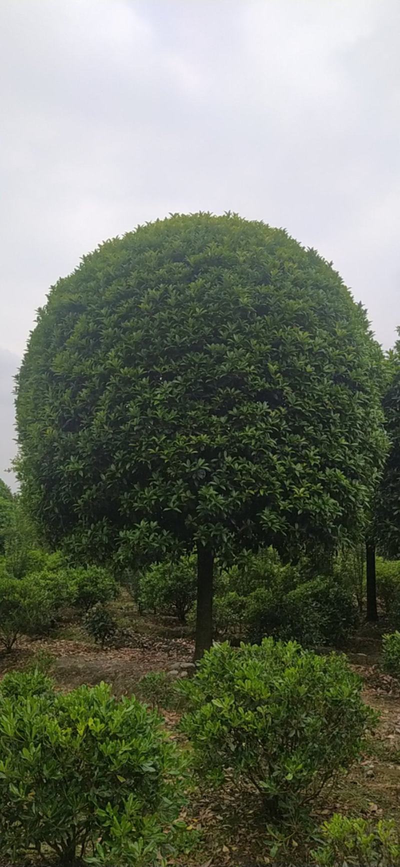 自家桂花树大量出售
