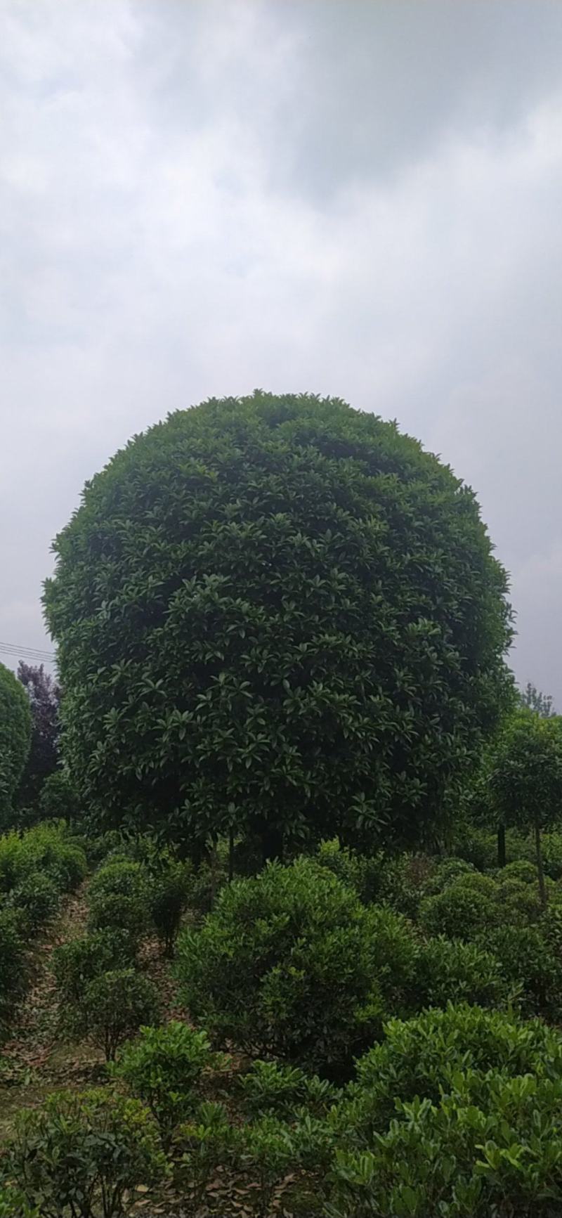 自家桂花树大量出售