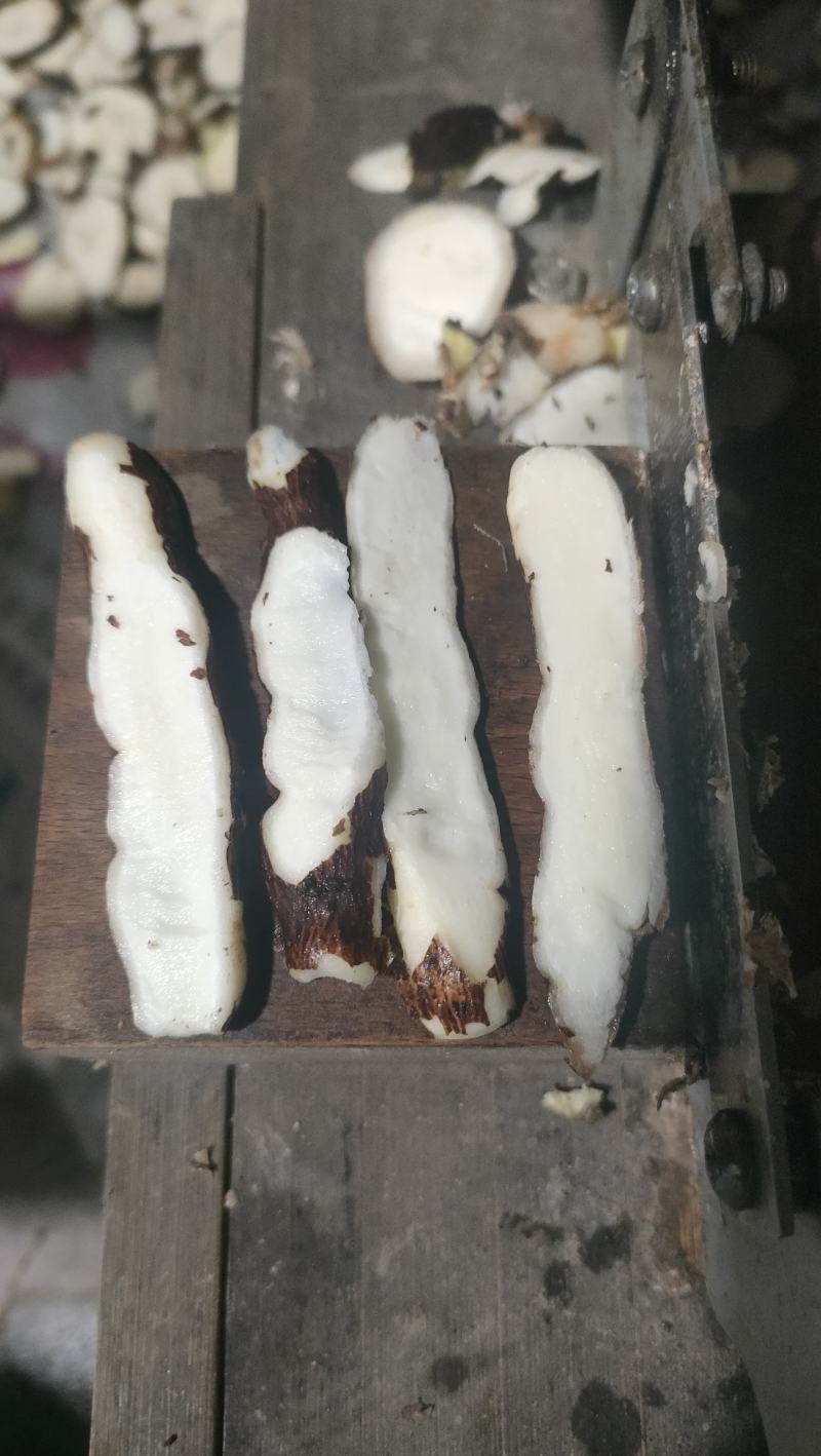 白粉藤白粉藤牛子头藤接骨藤白牵牛粉藤蛋粉藤薯